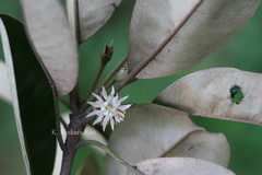 Manilkara kauki